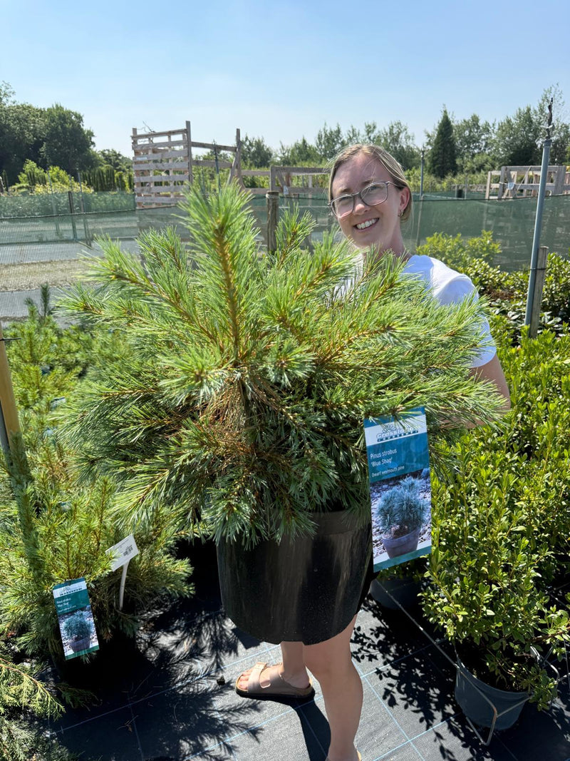 Pinus Strobus Blue Shag 15 Litre Pot