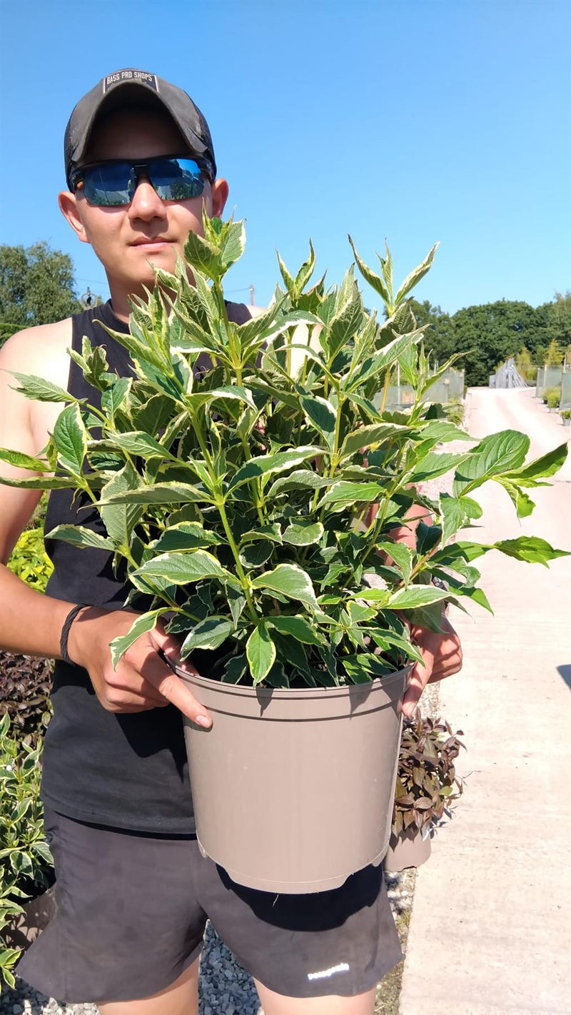Weigela Florida Variegata 7.5 Litre Pot