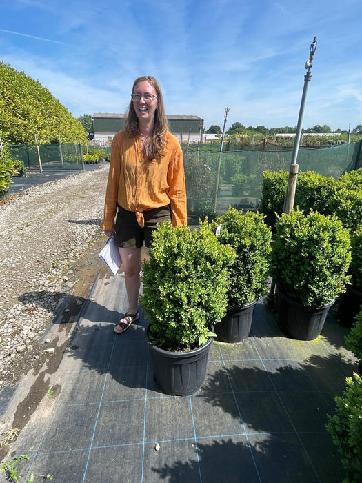 Pallet Deal Box hedging 60/80cm Root Ball x 20