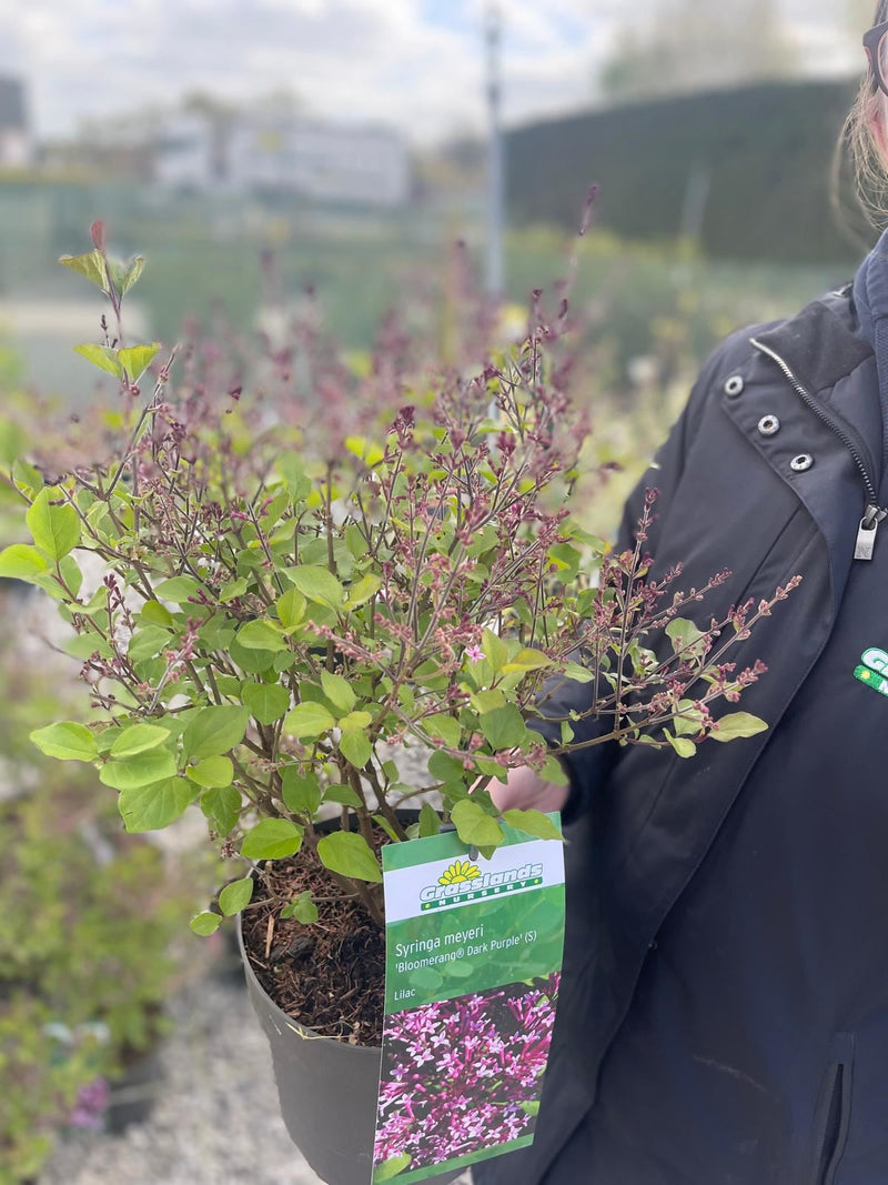 Syringa Bloomerang Dark Purple 3.5 Litre Pot
