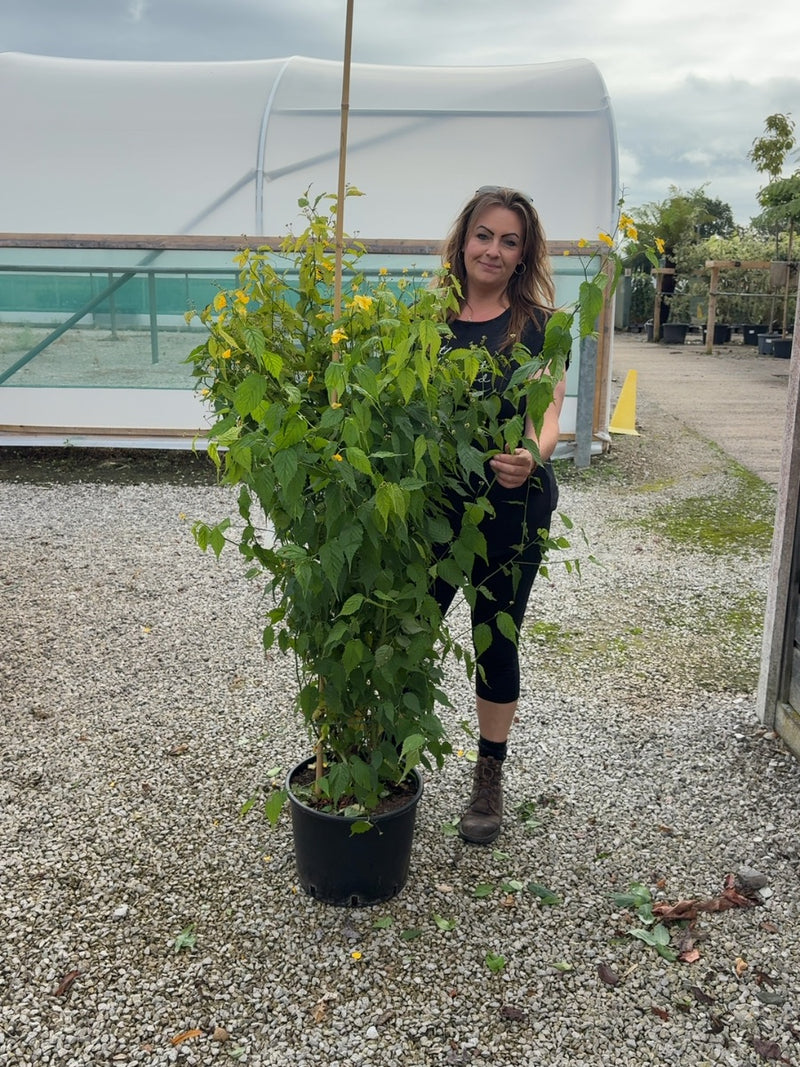 Kerria Japonica Golden Guinea 20 Litre Pot 125/150cm Tall
