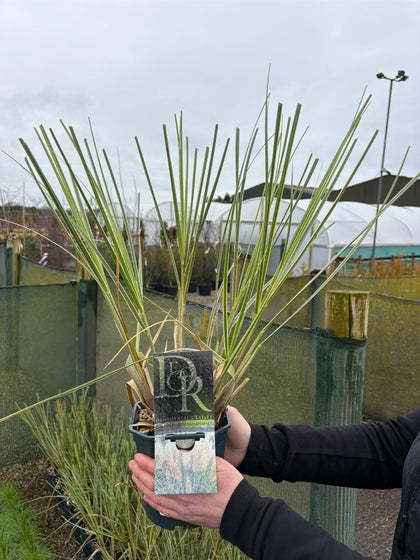 Cortaderia Selloana Mini Silverpampas 2 Litre Pot