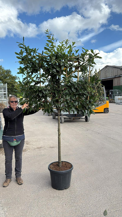 Prunus laurel Novita Pleached150cm Stem, 100cm H x 120cm W Frame Pre Order For June