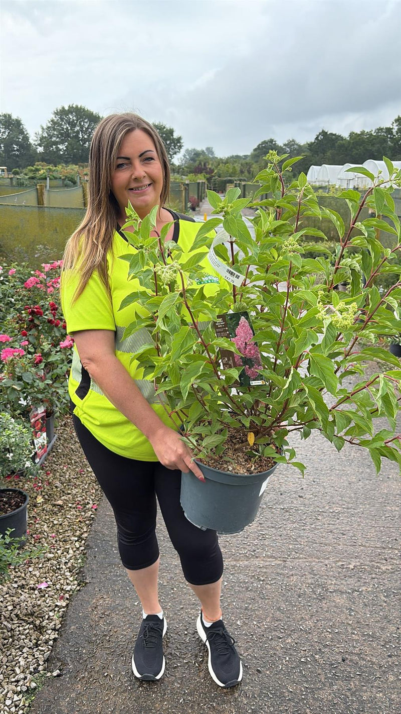 Hydrangea paniculata Vanille Fraise 10 Litre Pot