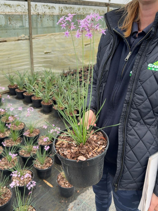 Tulbaghia violacea 'Dark Star' - Society Garlic 3 Litre Pot