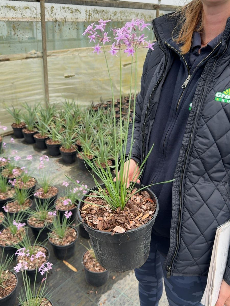 Tulbaghia violacea 'Dark Star' - Society Garlic 3 Litre Pot