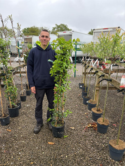Trachelospermum Jasminoides 9 Litre Pot 3 Canes 140/150cm