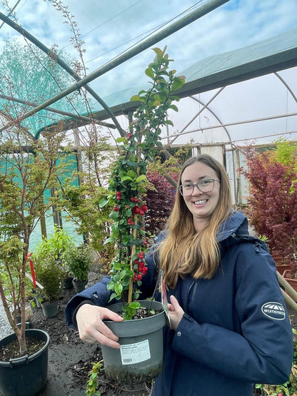 Chaenomeles speciosa Scarlet Storm 4 Litre Pot 40/60cm