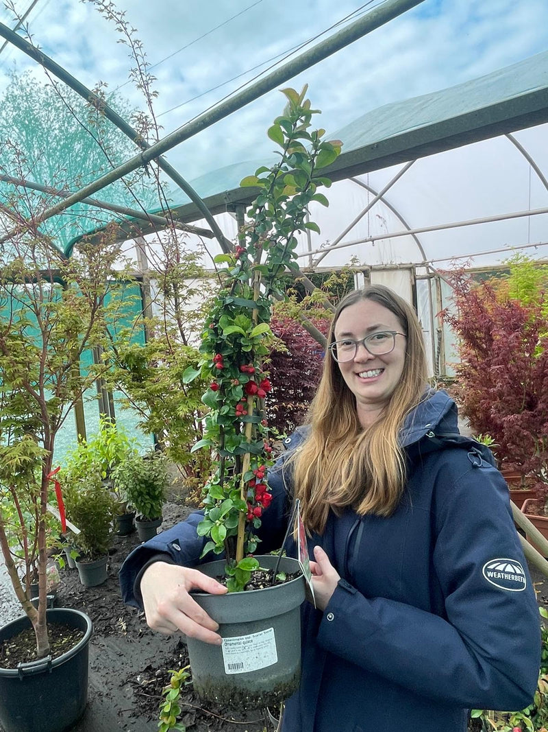 Chaenomeles speciosa Scarlet Storm 4 Litre Pot 40/60cm