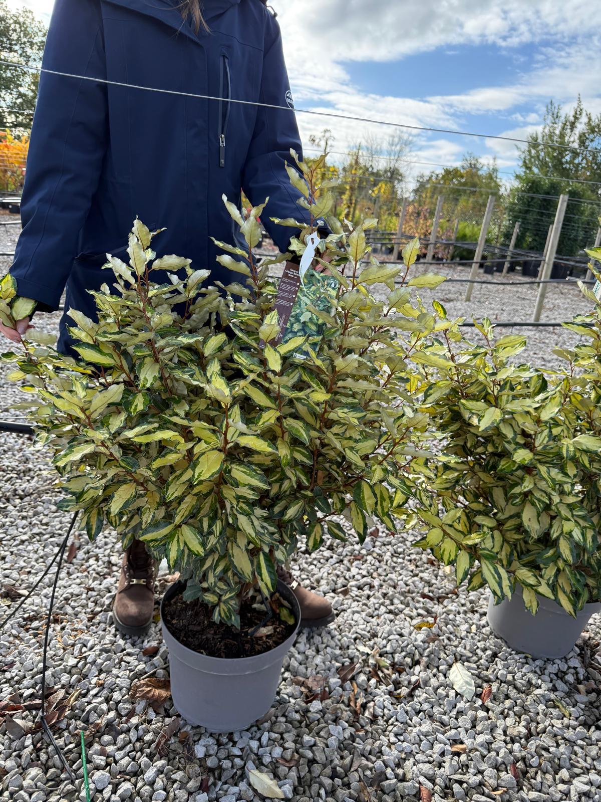 Elaeagnus Ebbingei Maryline 10 Litre Pot