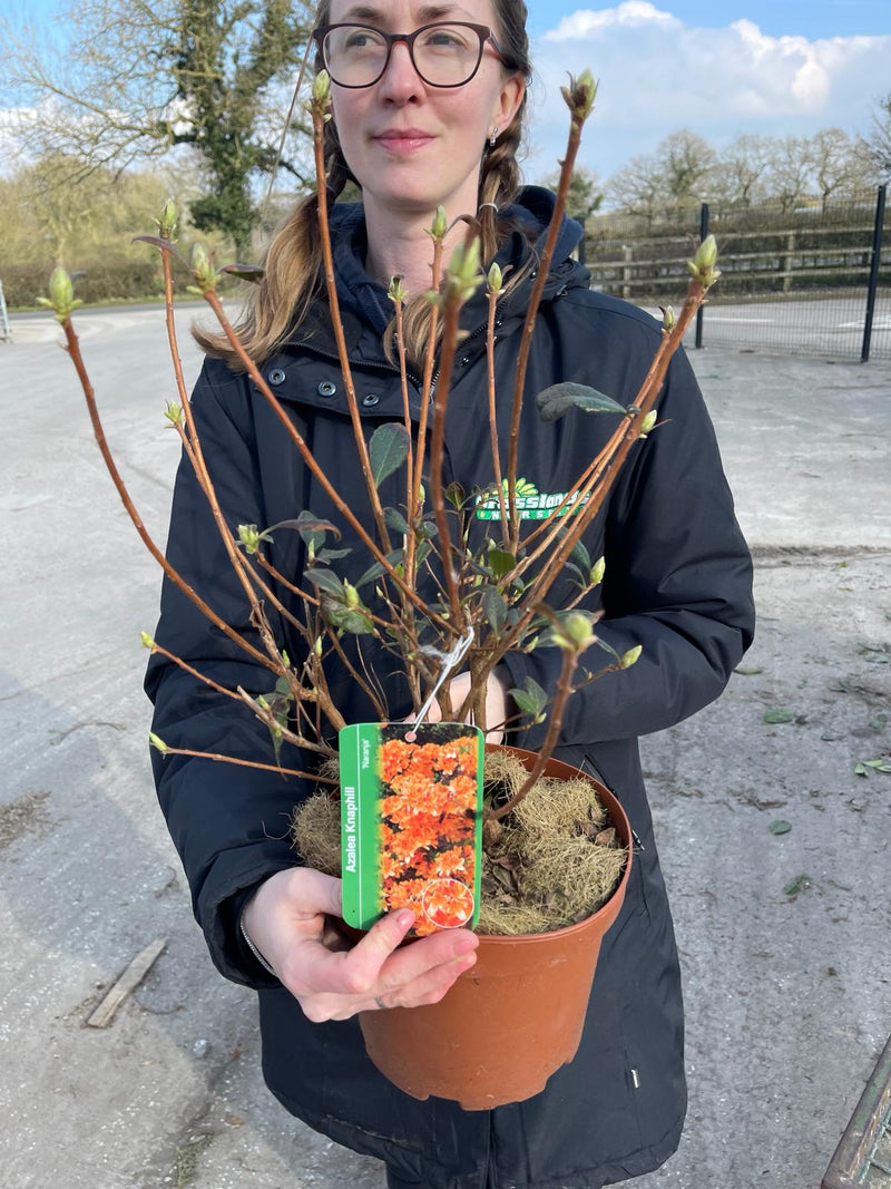 Azalea Naranja 3 Litre Pot