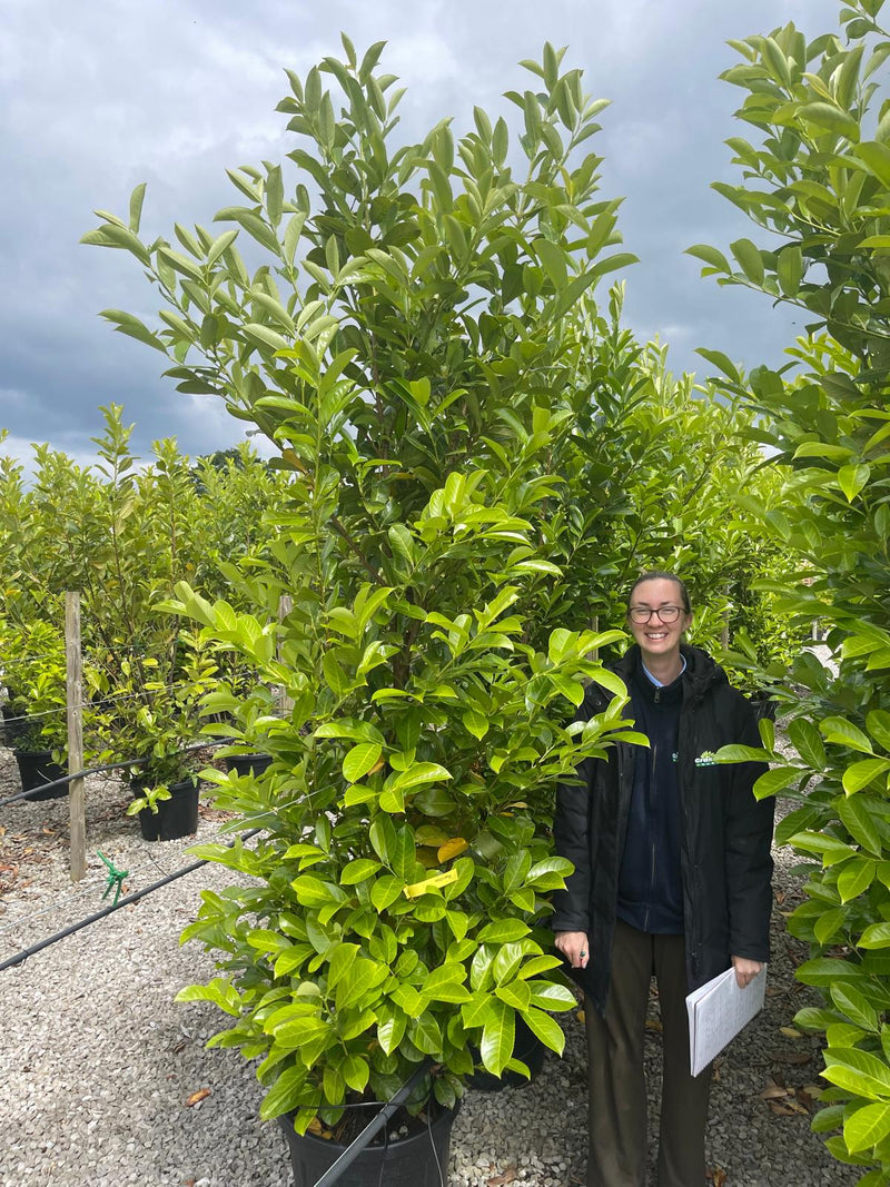 Cherry Laurel Hedging 45 Litre Pot 240cm