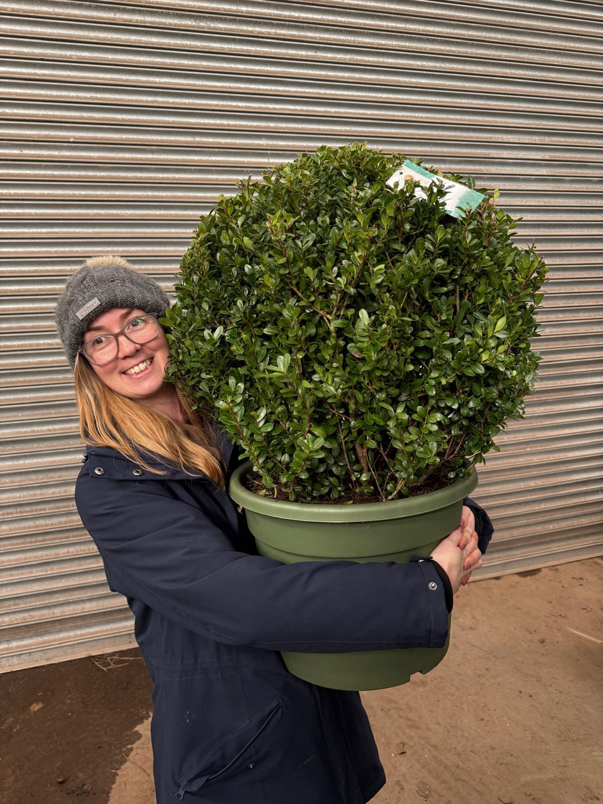 Ilex Crenata Caroline Ball 40 Litre Pot 60cm