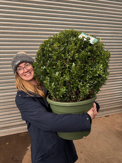 Ilex Crenata Caroline Ball 40 Litre Pot 60cm