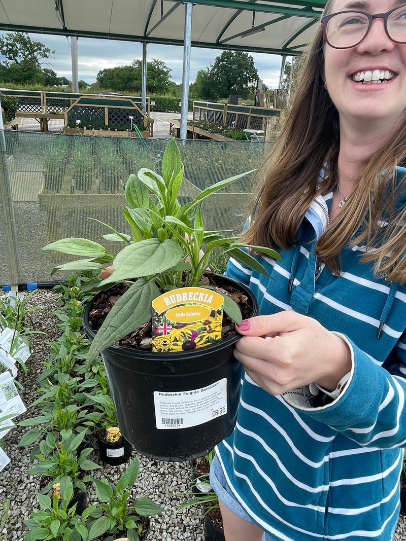 Rudbeckia Little Gold Star 3 Litre Pot