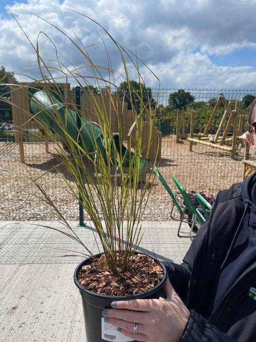 Stipa Arundinacea 3 Litre Pot