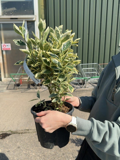 Euonymus japonicus Bravo 3 Litre