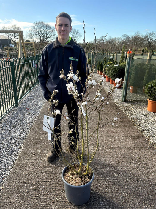 Magnolia Stellata Royal Star 15 Litre Pot