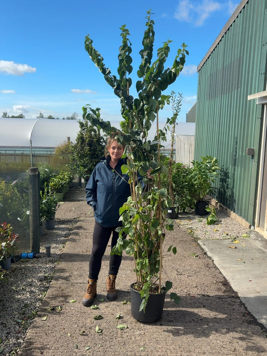 Philadelphus Virginal 20 Litre Pot 175/200cm