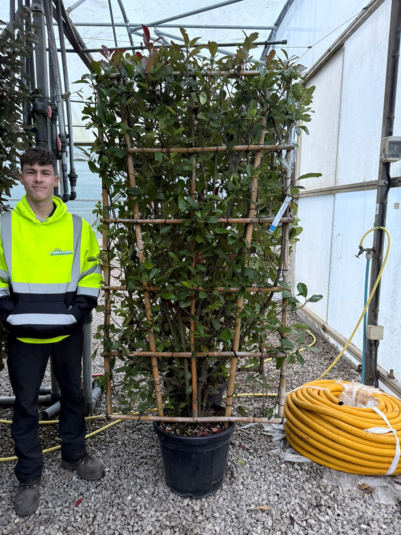 Photinia x f. Red Robin Pleached Wall Frame 180cm Tall x 95cm Wide
