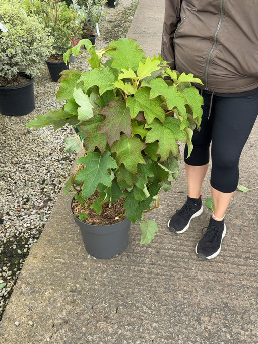 Hydrangea Quercifolia 12 Litre Pot 50-60cm