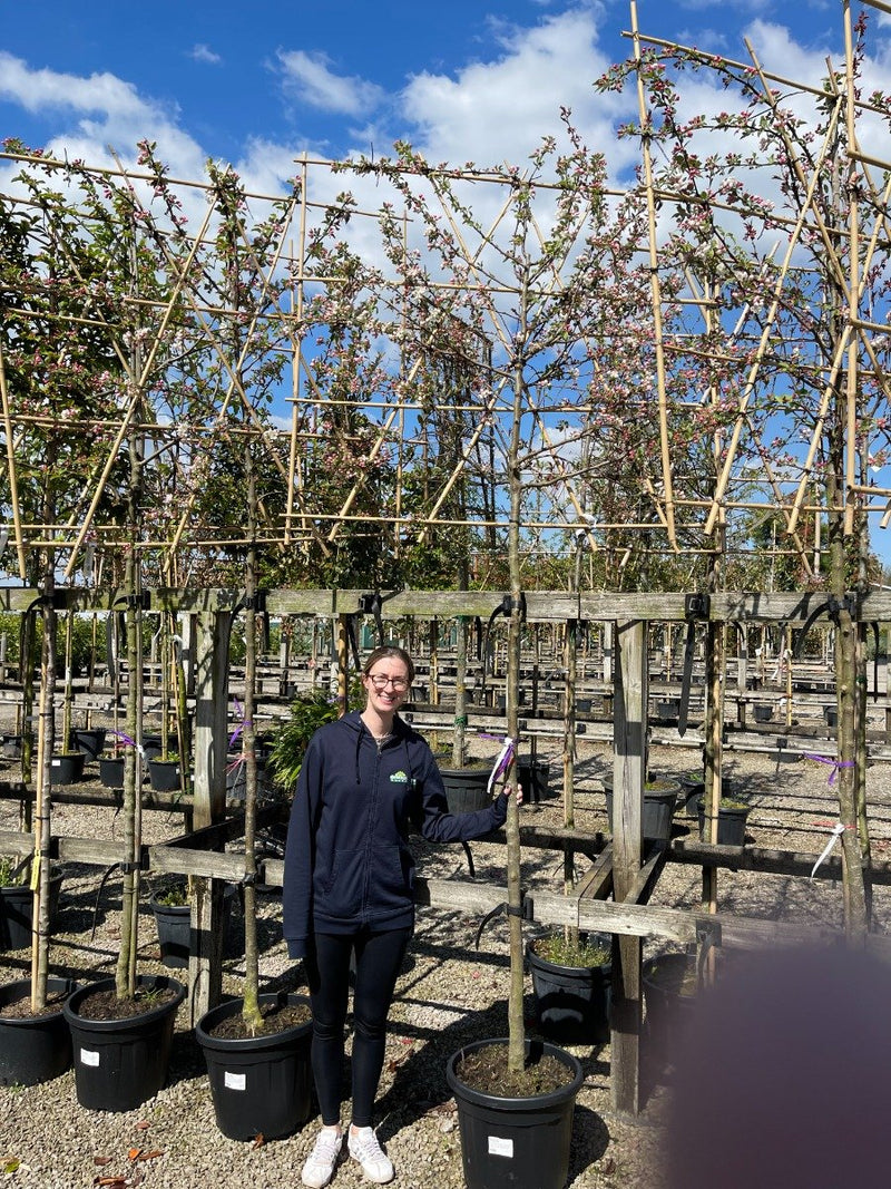 Malus Everest Extra Heavy Pleached Std 10-12 cm Girth