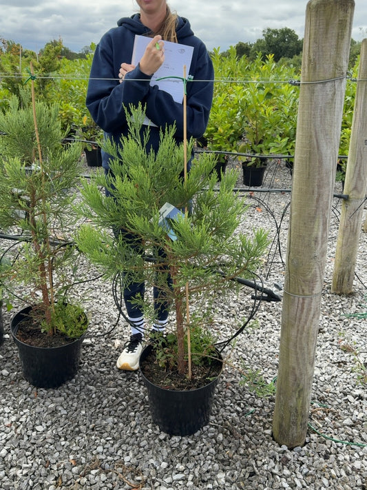 Sequoiadendron Giganteum 15 Litre Pot