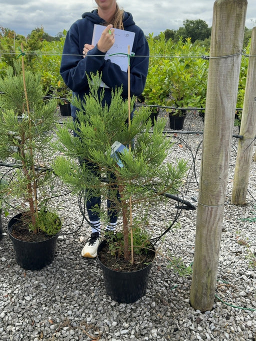 Sequoiadendron Giganteum 15 Litre Pot