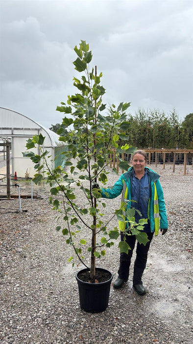 Liriodendron tulipifera Aureomarginatum 30 Litre Pot