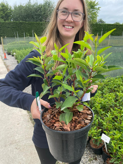 100 x  Portuguese Laurel Deal 3 Litre Pot