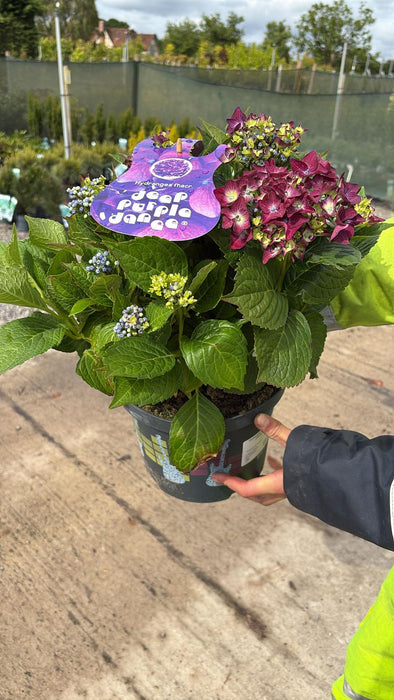 Hydrangea Mac. Deep Purple Dance 5 Litre Pot