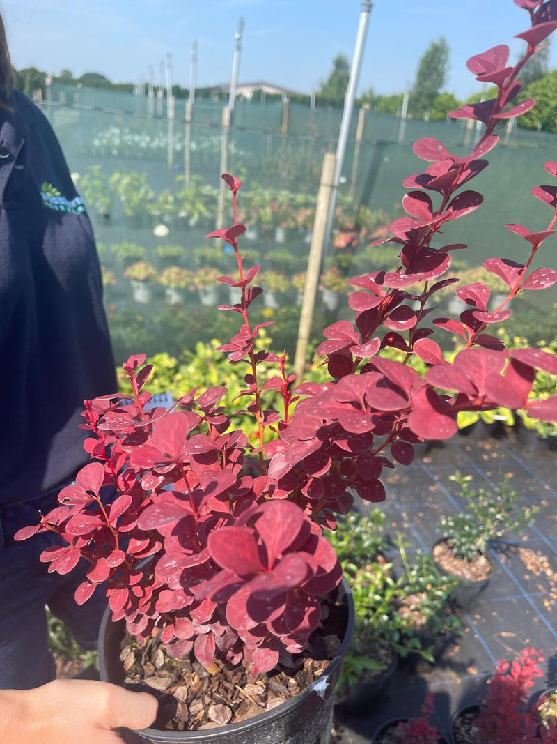 Berberis thunb. Orange Rocket 3 Litre Pot