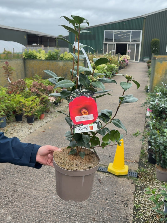 Camellia Japonica Adolphe Audusson 3 Litre Pot