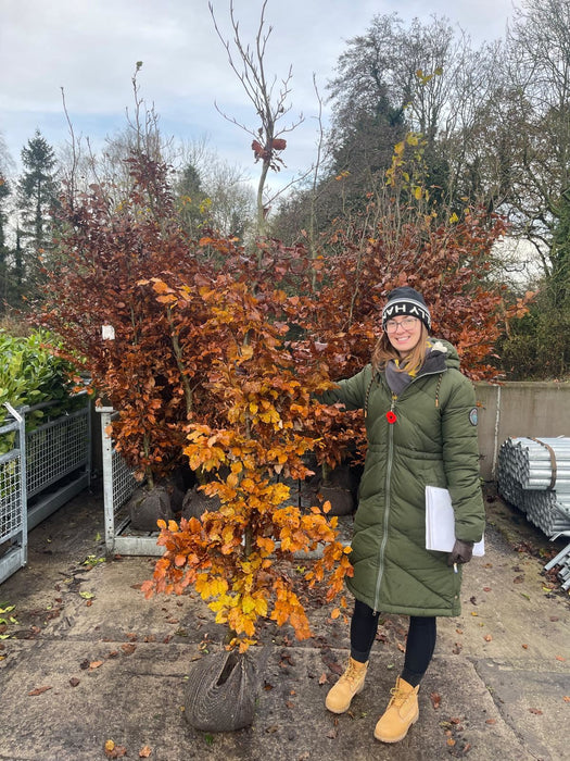 Copper Beech Root Ball 180/200cm Delivery Jan / Feb