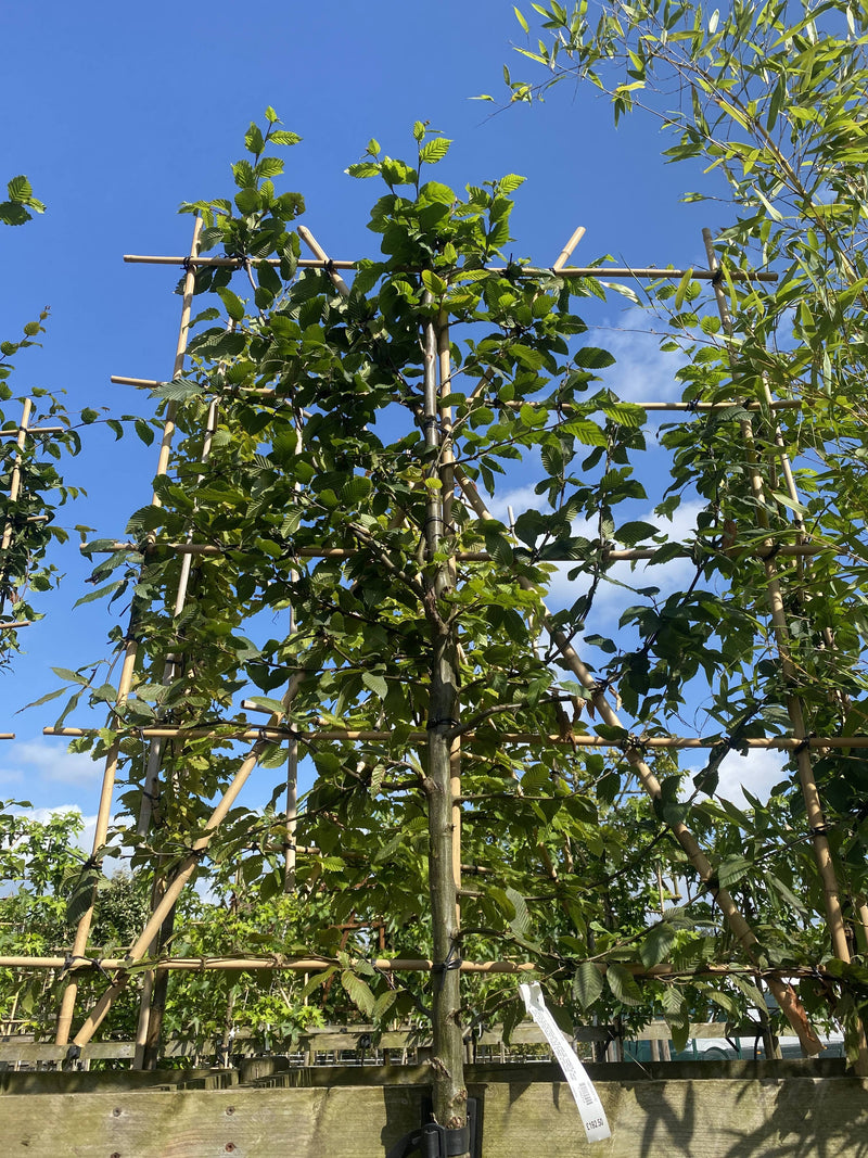 Carpinus or Hornbeam Pleached Standard 150 Trunk 8/10 Girth 140High x 120 Wide Frame
