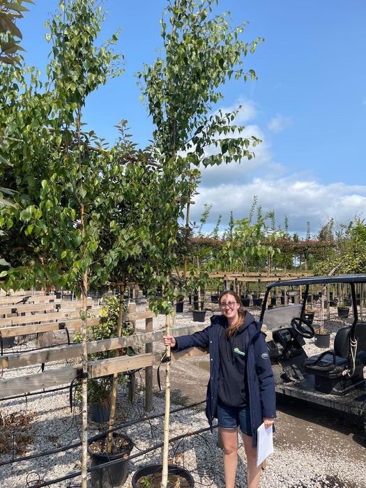 Betula ermanii Holland Standard 8-10cm Girth