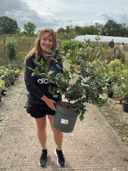 Viburnum Burkwoodii 12 Litre Pot 80/100cm