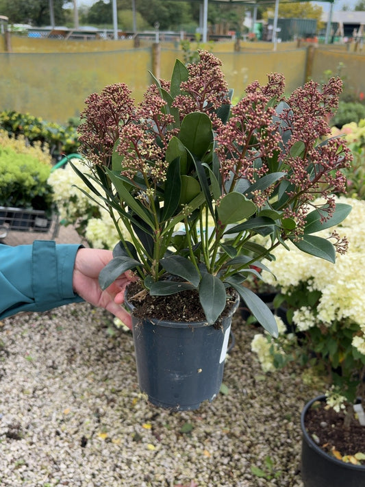 Skimmia Japonica Rubella 1.5 Litre Pot