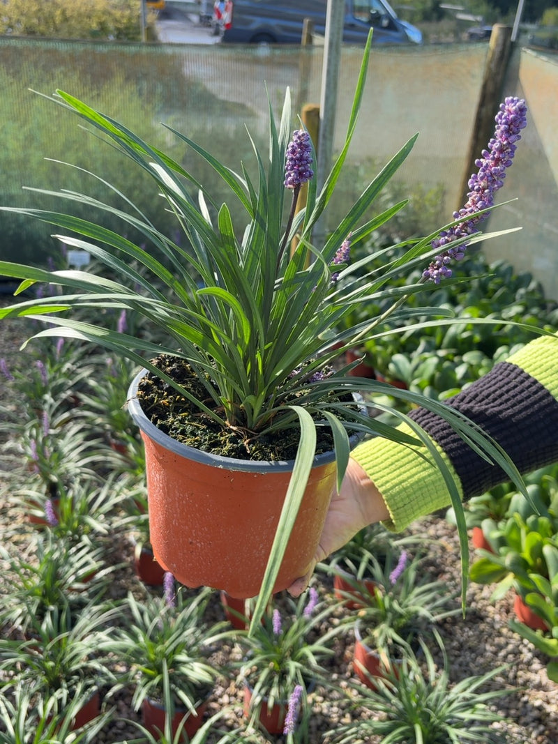 Liriope Muscari Moneymaker 2 Litre Pot