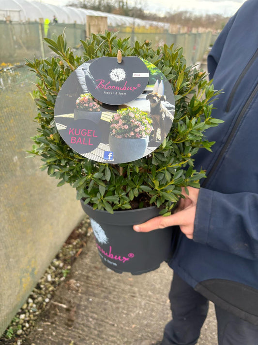 Rhododendron Bloombux Pink Ball 5 Litre Pot