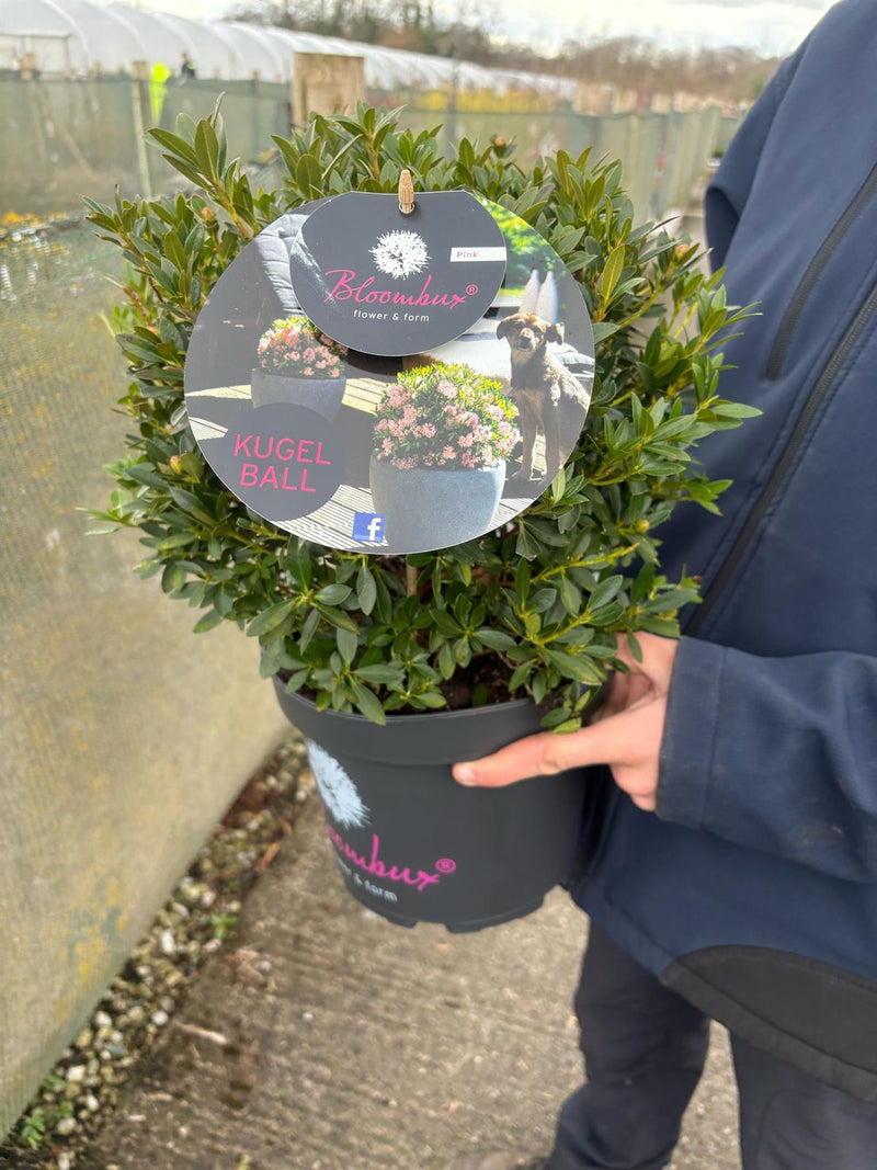 rhododendron kugel Rhododendron Bloombux Pink Ball 5 Litre Pot — Grasslands Nursery