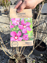 Hibiscus syr. Woodbridge 12 Litre Pot 80/100cm