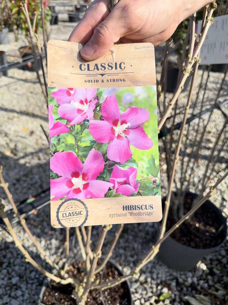 Hibiscus syr. Woodbridge 12 Litre Pot 80/100cm