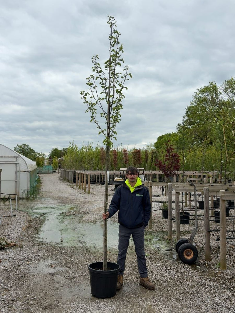 Pyrus Chanticleer Standard 8-10cm Girth