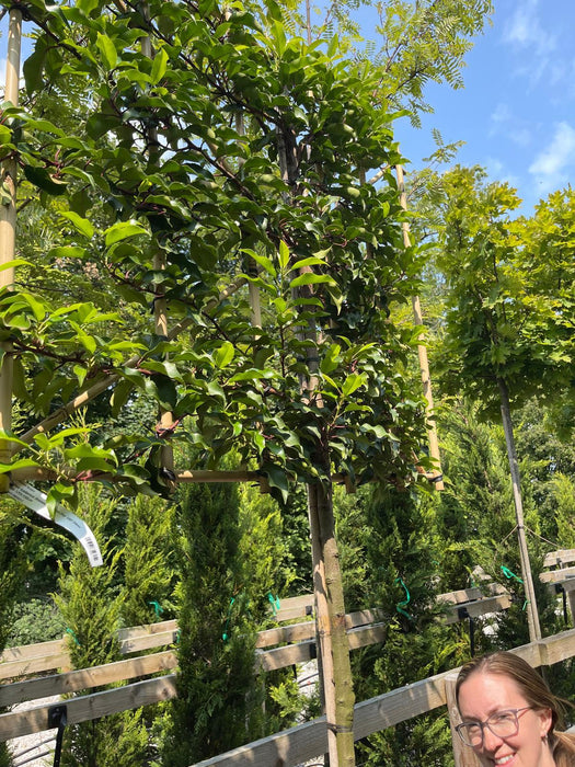 Prunus lusitanica Brenelia Pleached 30 Litre Pot 180 Stem Frame 120x100cm