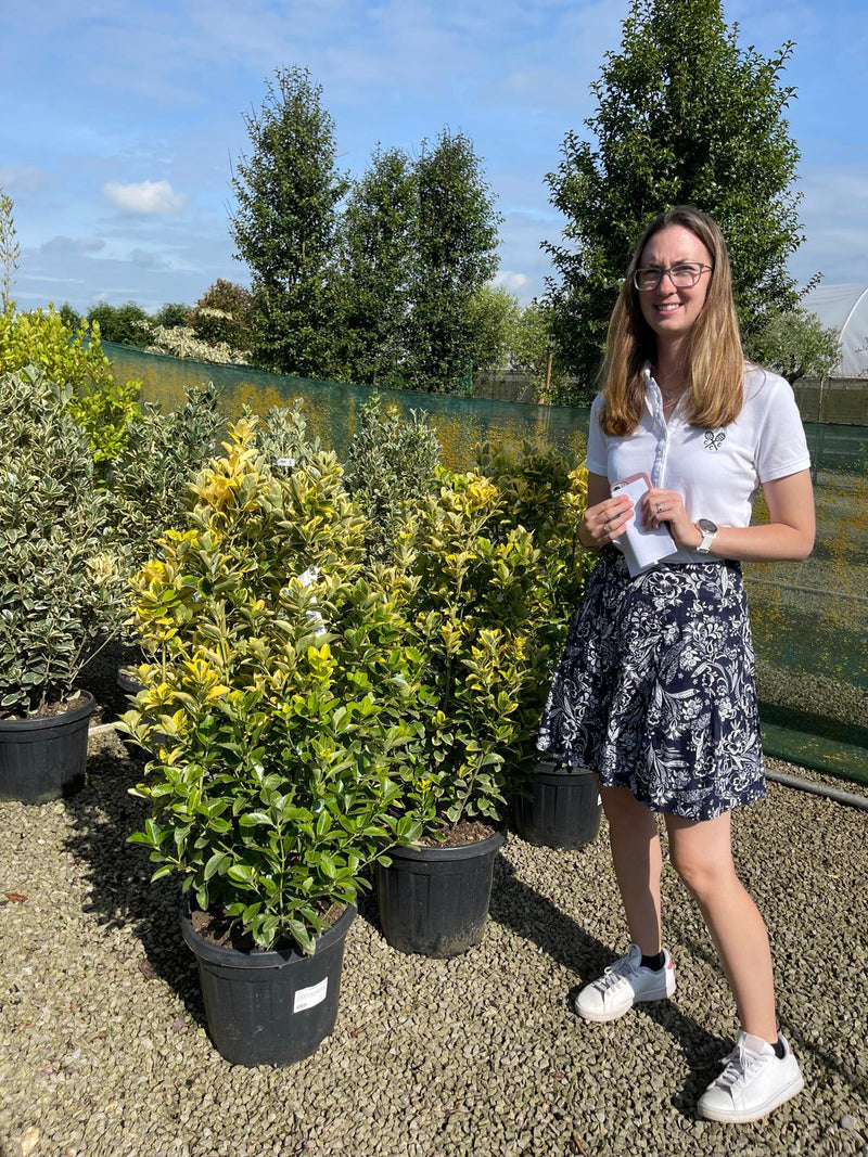 Euonymus japonicus Aurea 20 Litre Pot