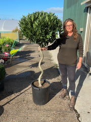 Laurus Nobilis Heavy 1/2 Standard 80cm Spiral Stem 35 Litre Pot