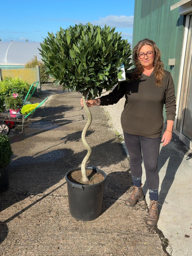 Laurus Nobilis Heavy 1/2 Standard 80cm Spiral Stem 35 Litre Pot