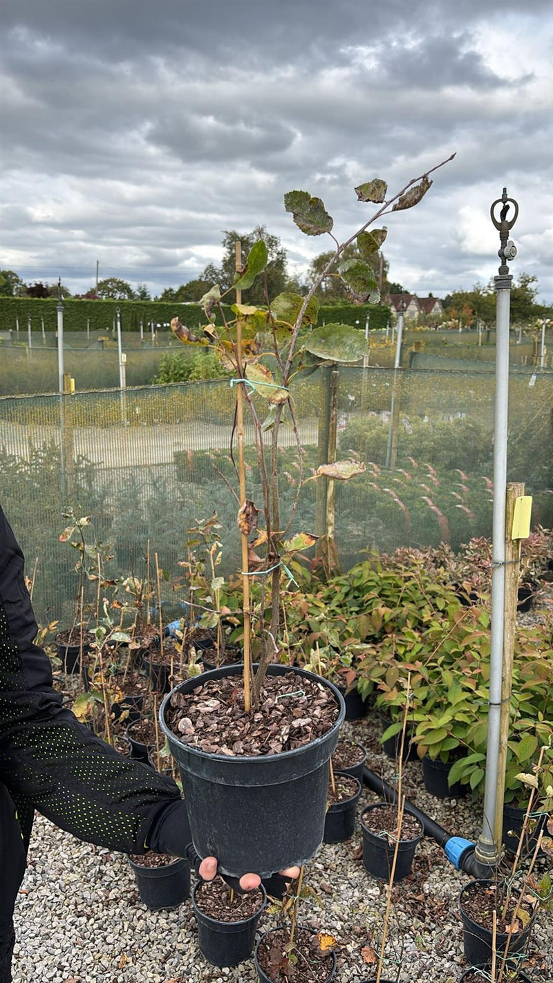 3 litre plant pots Amelanchier Canadensis 3 Litre Pot — Grasslands Nursery