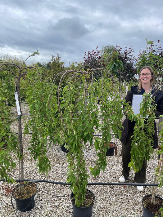 Prunus Snow Fountain Half Standard 10 Litre Pot